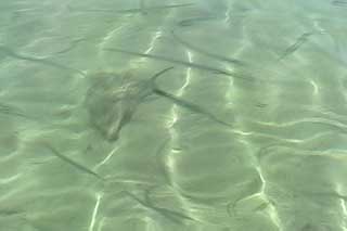 �T�C�p�� �C