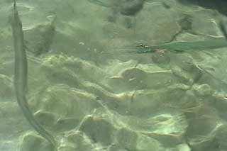 �T�C�p�� �C