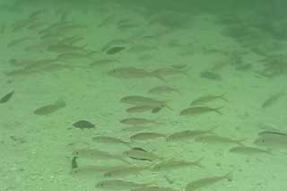 �T�C�p�� �C