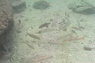 �T�C�p�� �C