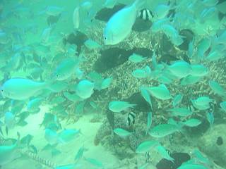 PDIハファダイプレジャーステーション 1Dayパスポート