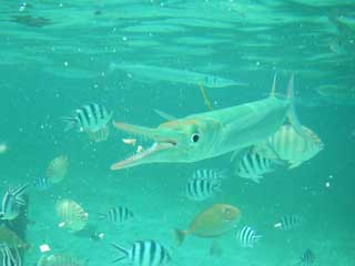 �O�����h�z�e���O�r�[�` �����V��